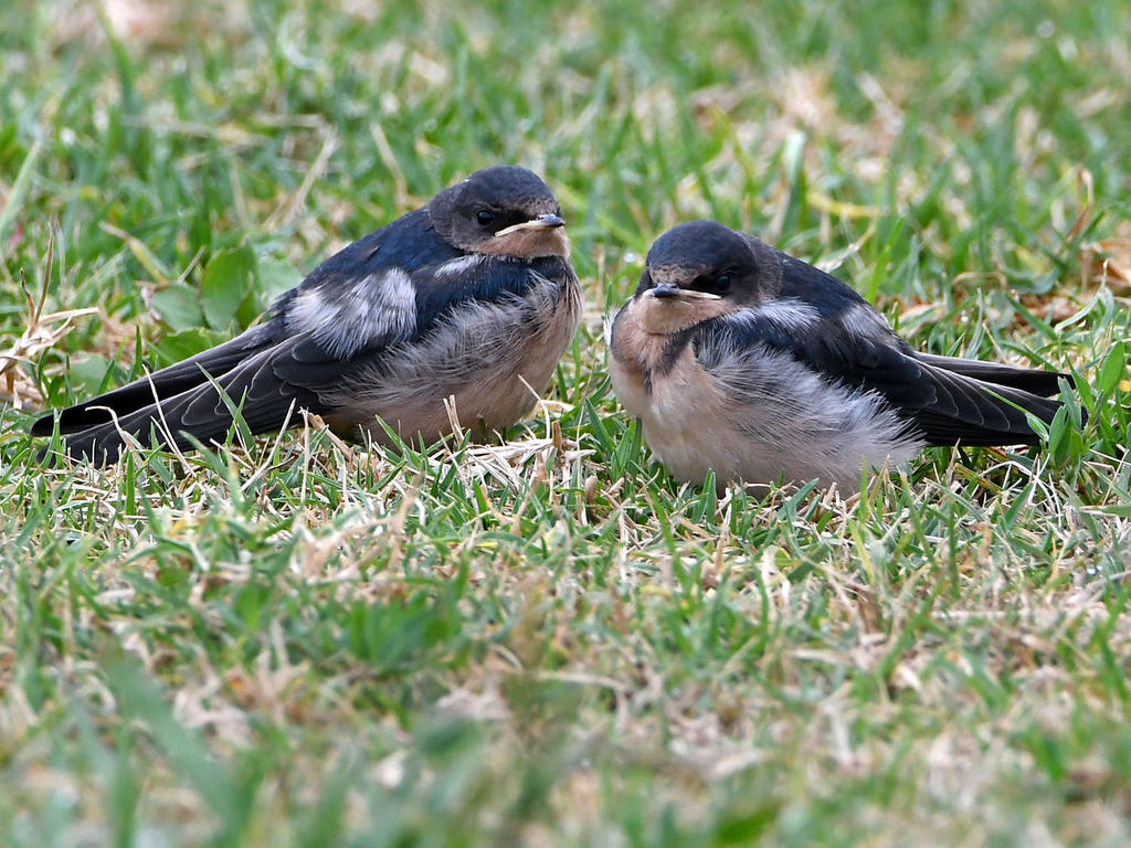 Swallow2.jpg