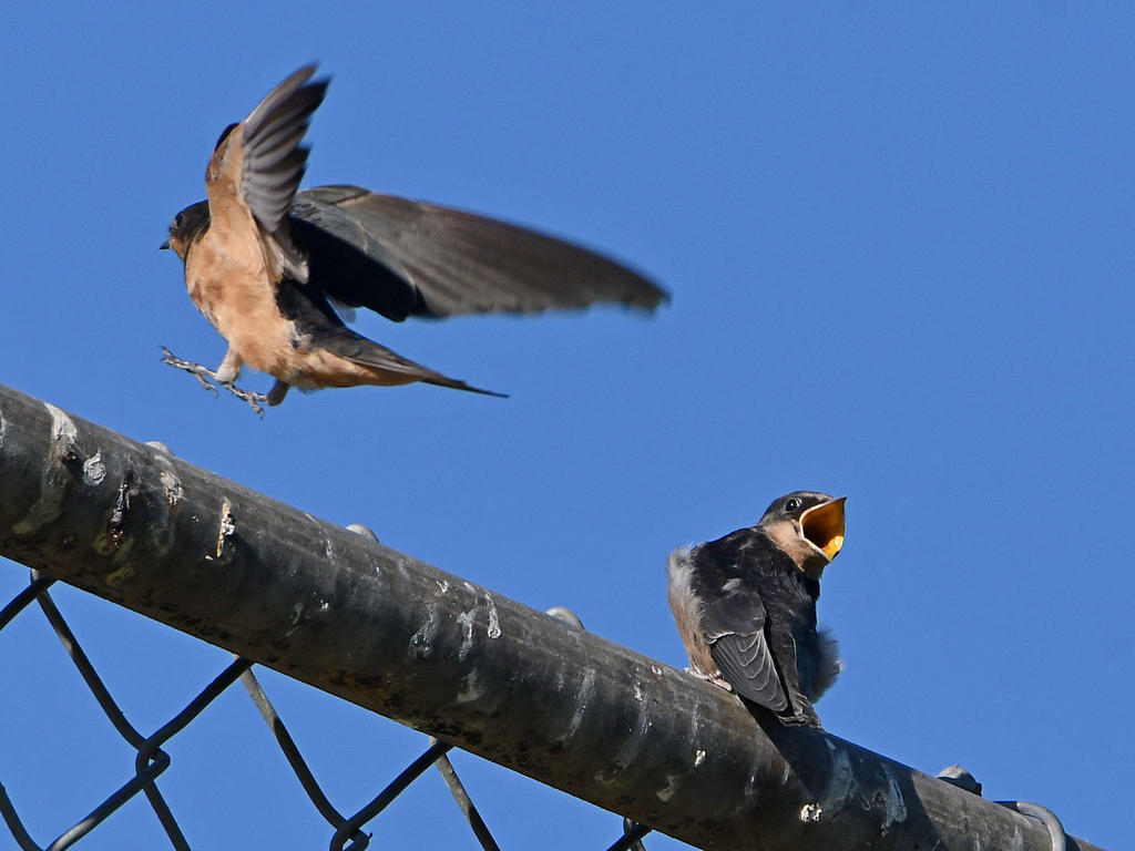 Swallow2.jpg