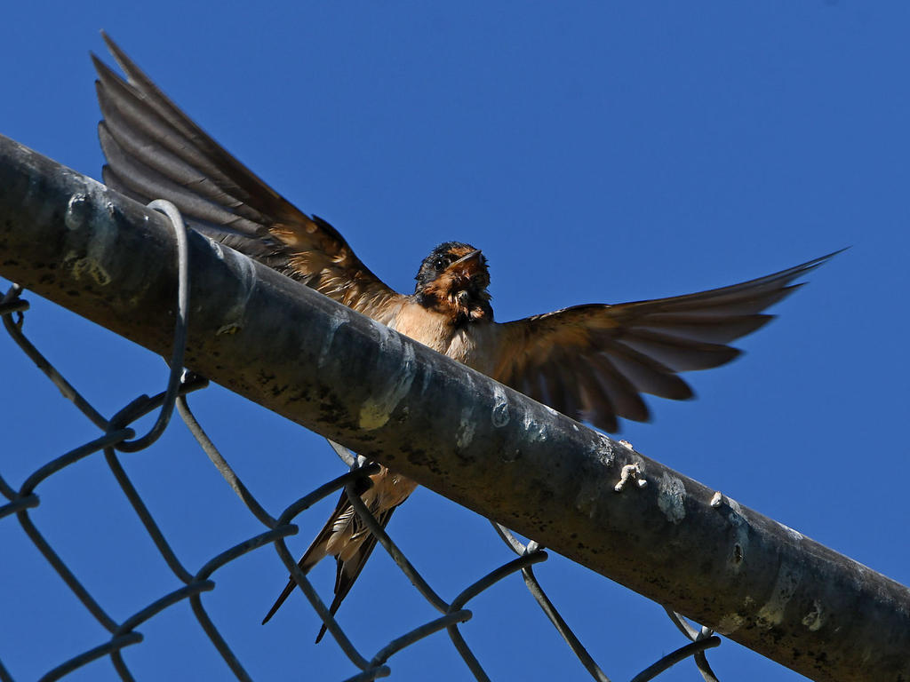 Swallow2.jpg