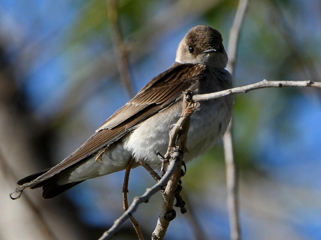 Swallow2.jpg