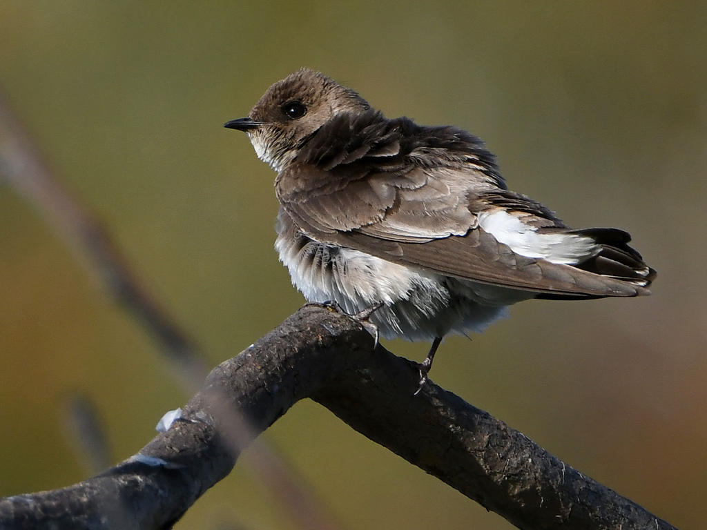 Swallow2.jpg