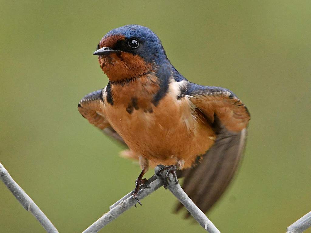 Swallow2.jpg