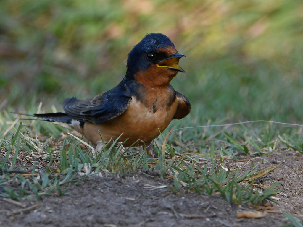 Swallow2.jpg