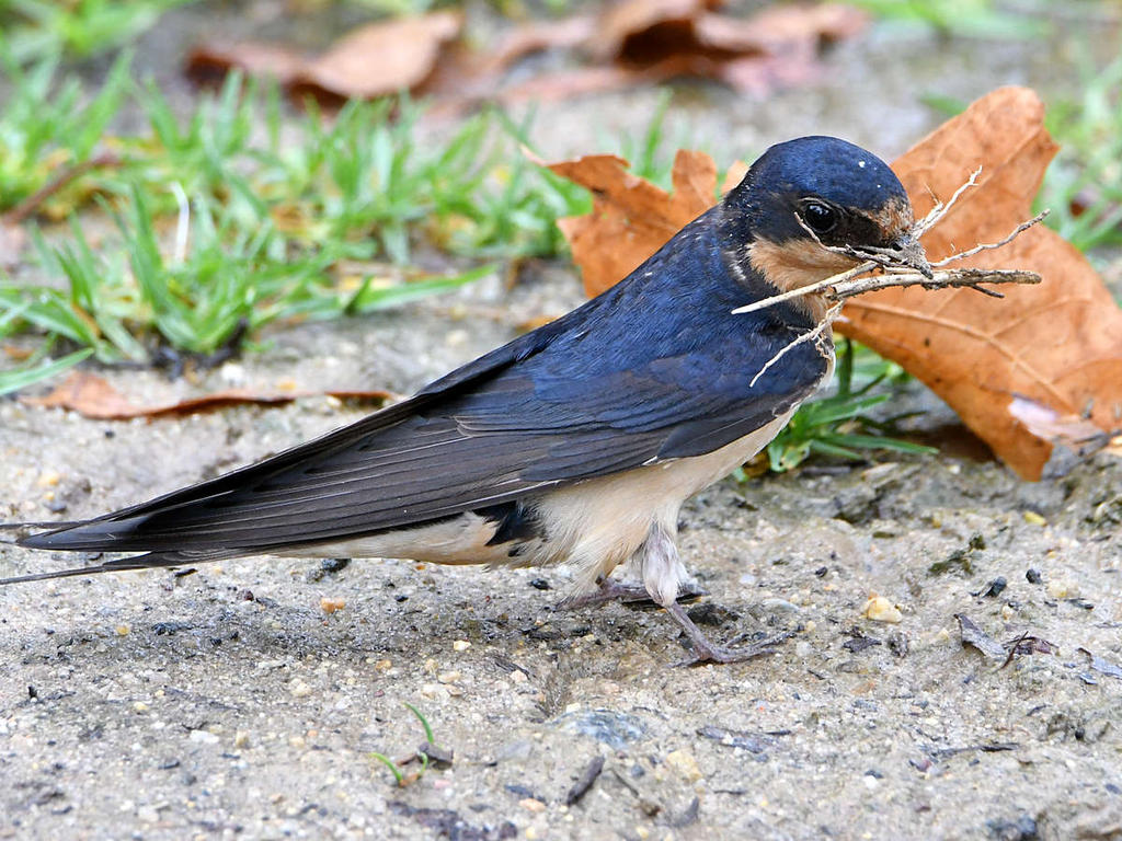 Swallow2.jpg
