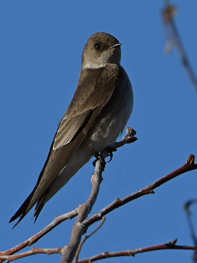 Swallow2.jpg