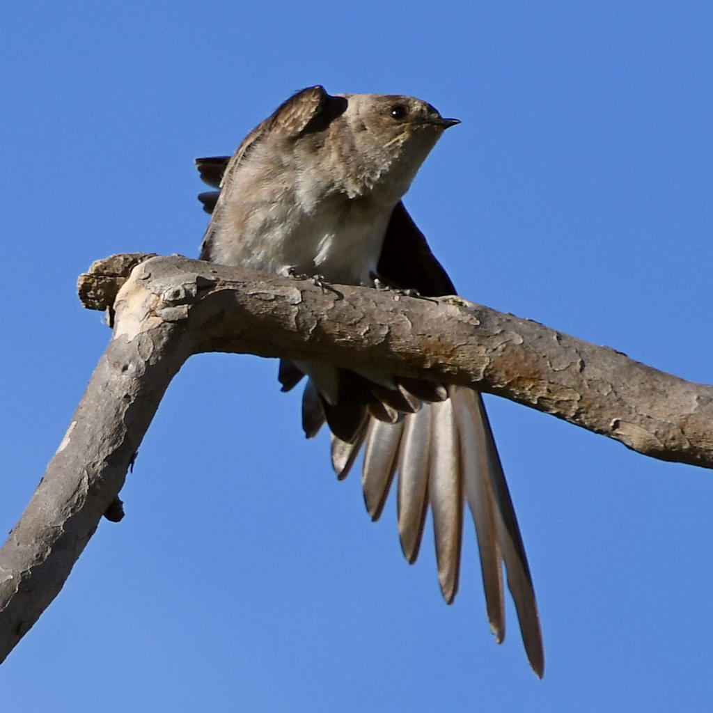 Swallow2.jpg