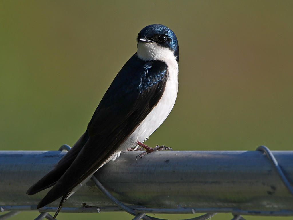 Swallow2.jpg