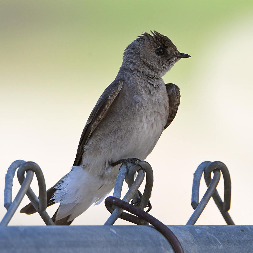 Swallow2.jpg