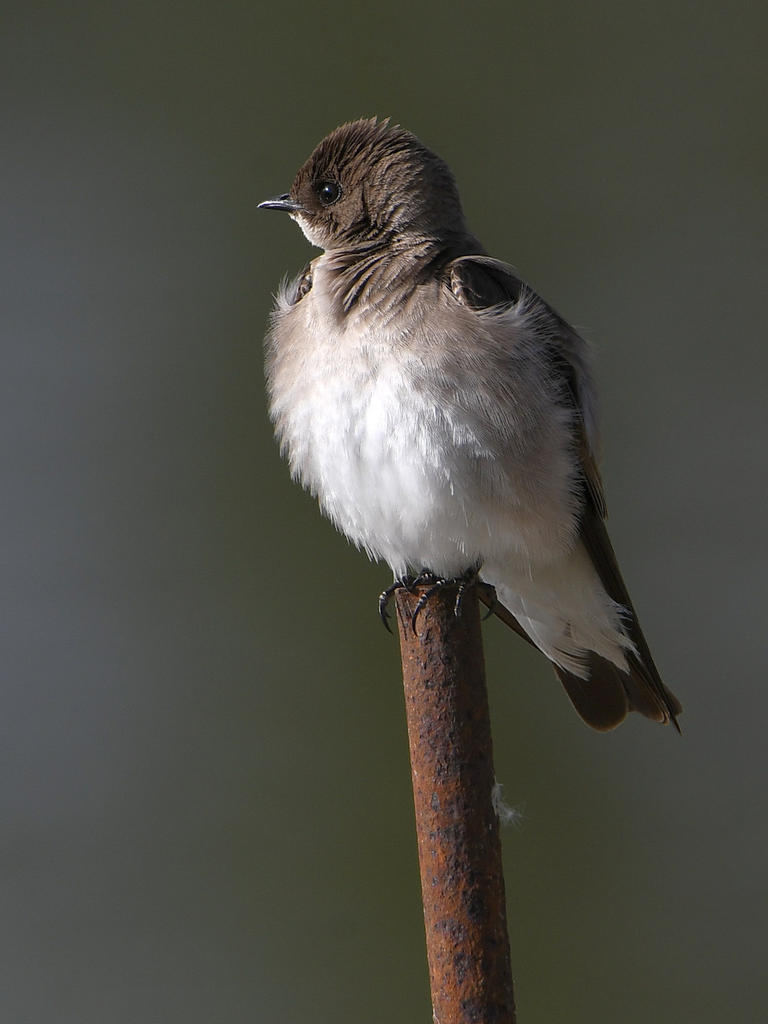 Swallow2.jpg
