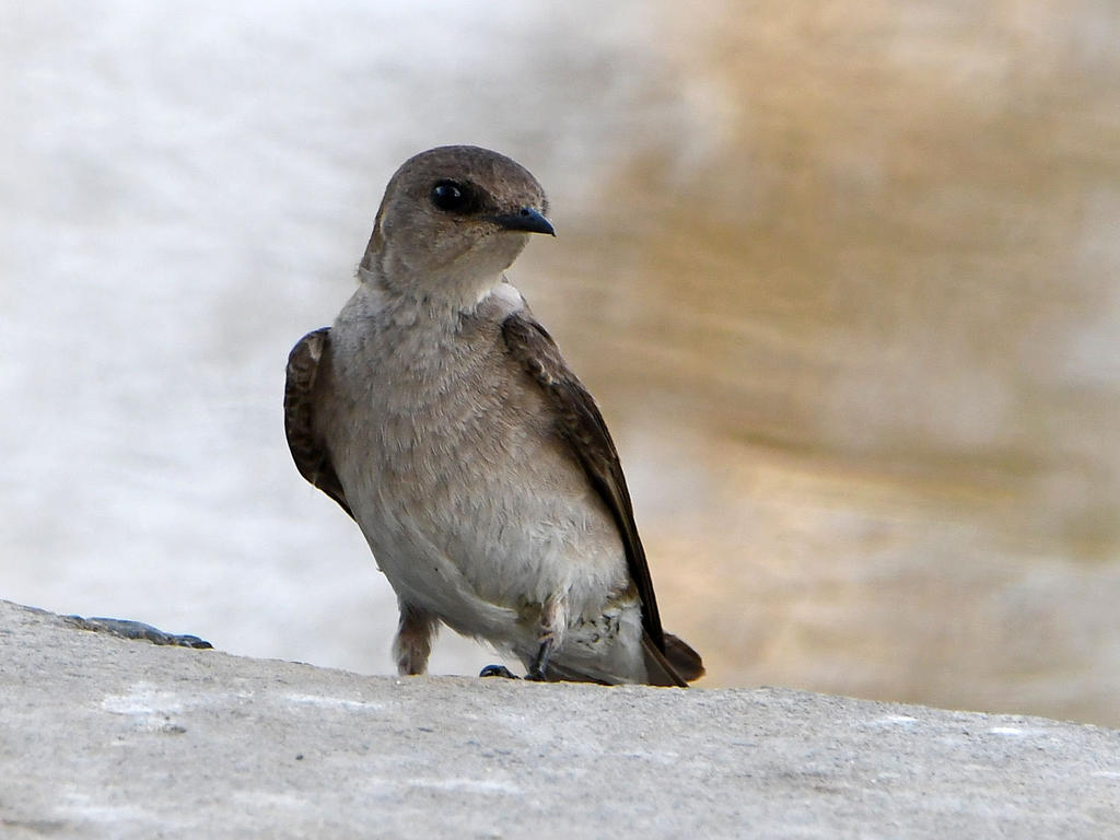 Swallow2.jpg