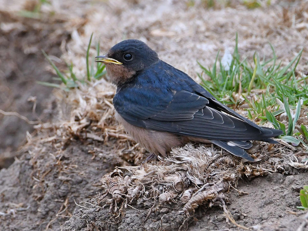 Swallow2.jpg