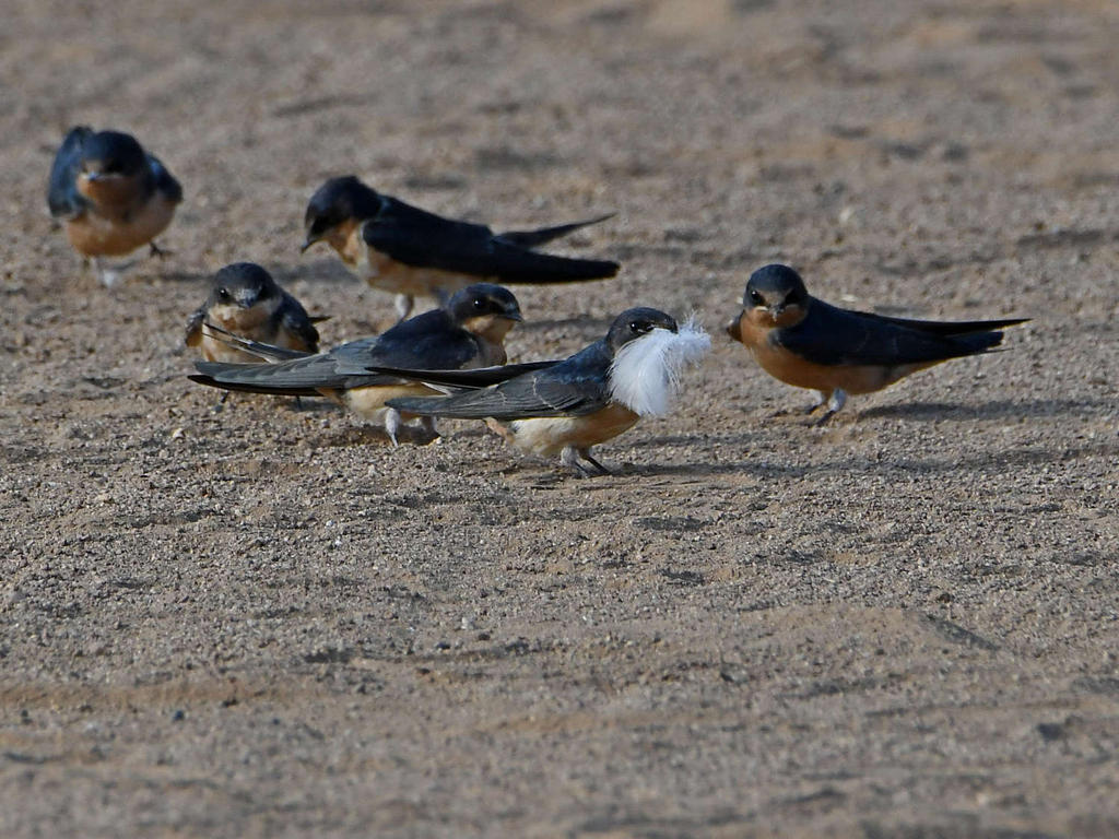 Swallow2.jpg