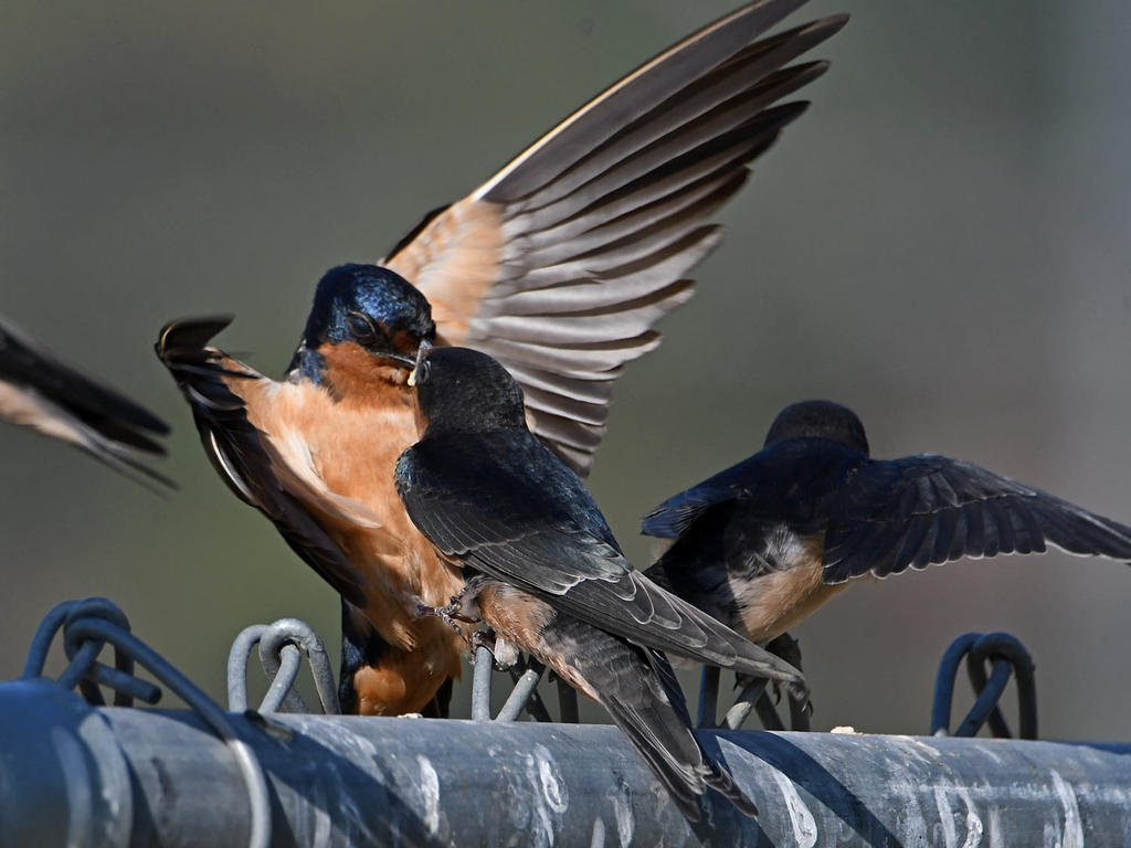Swallow20.jpg
