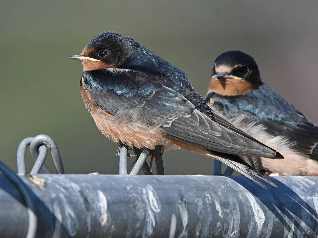 Swallow22.jpg