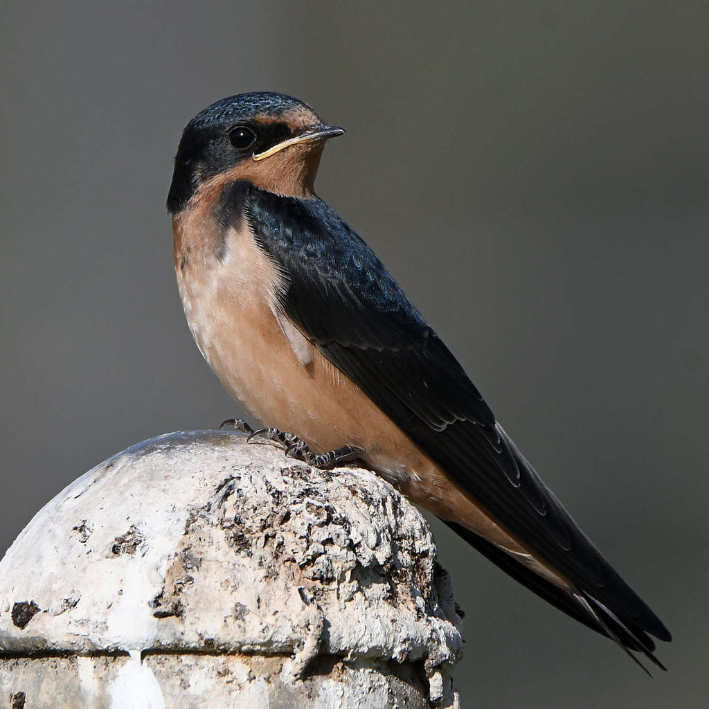Swallow26.jpg