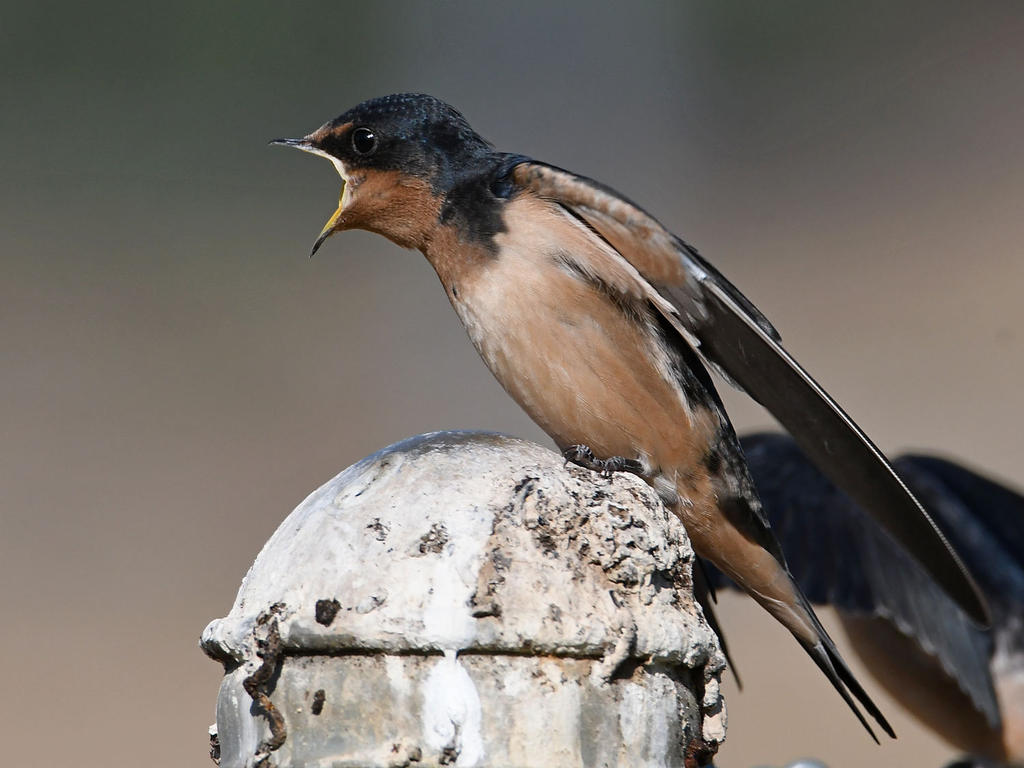 Swallow28.jpg