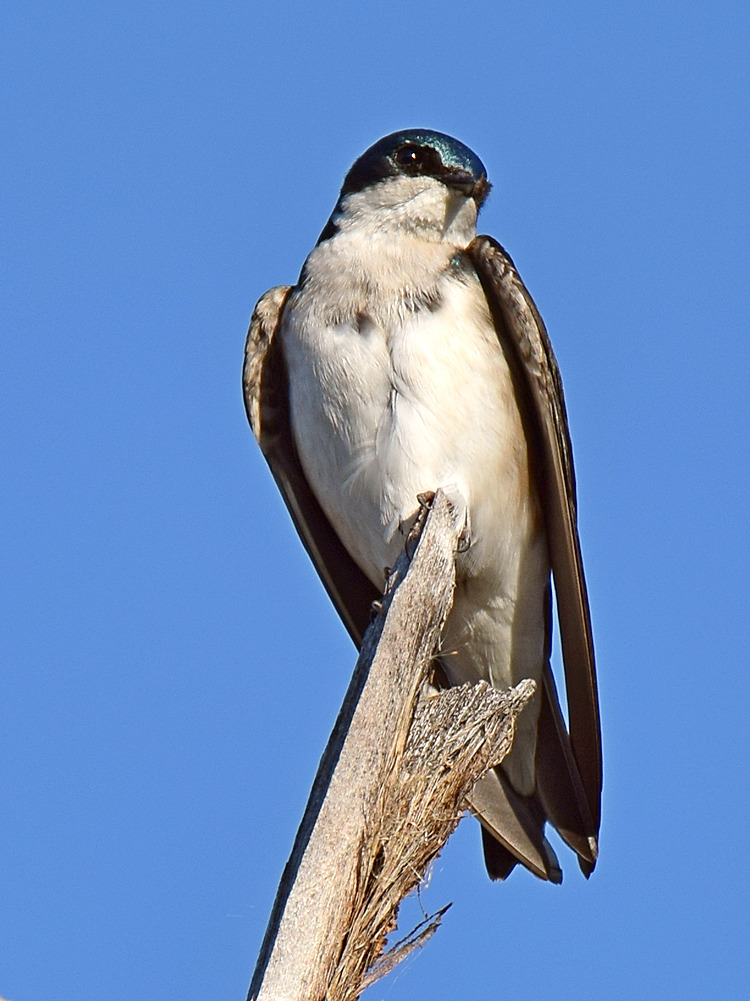 Swallow3.jpg