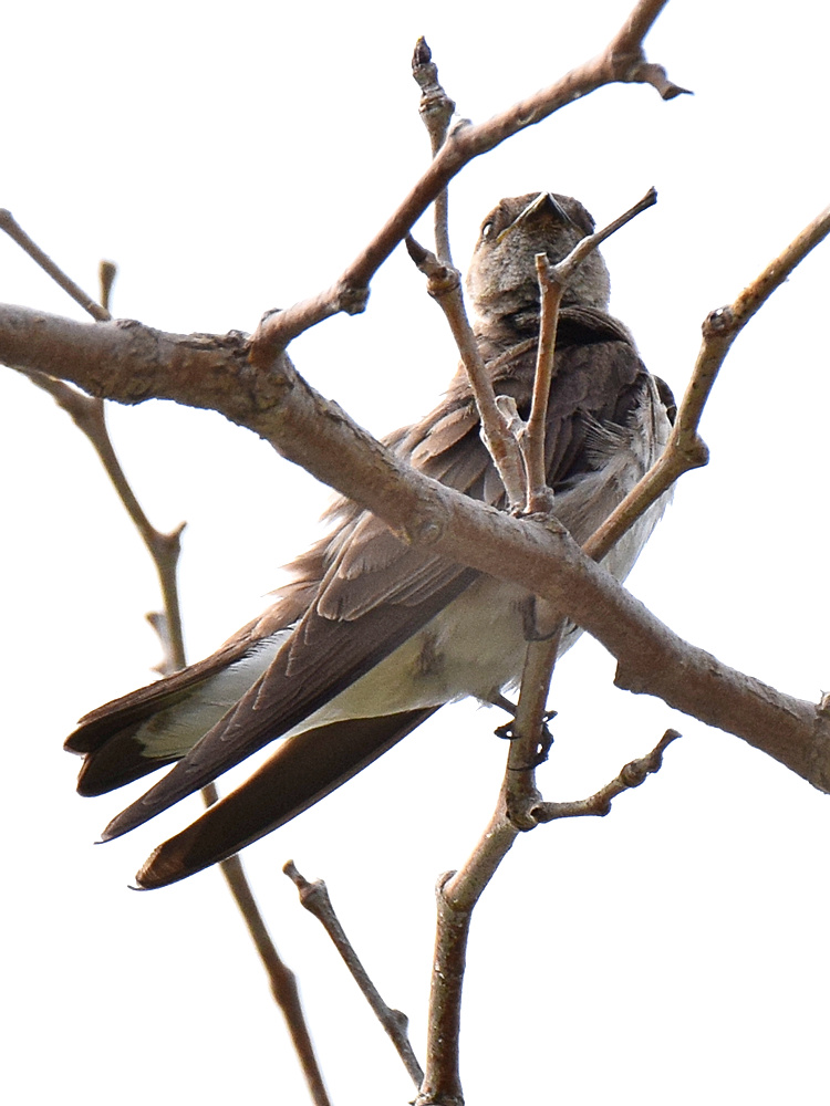 Swallow3.jpg