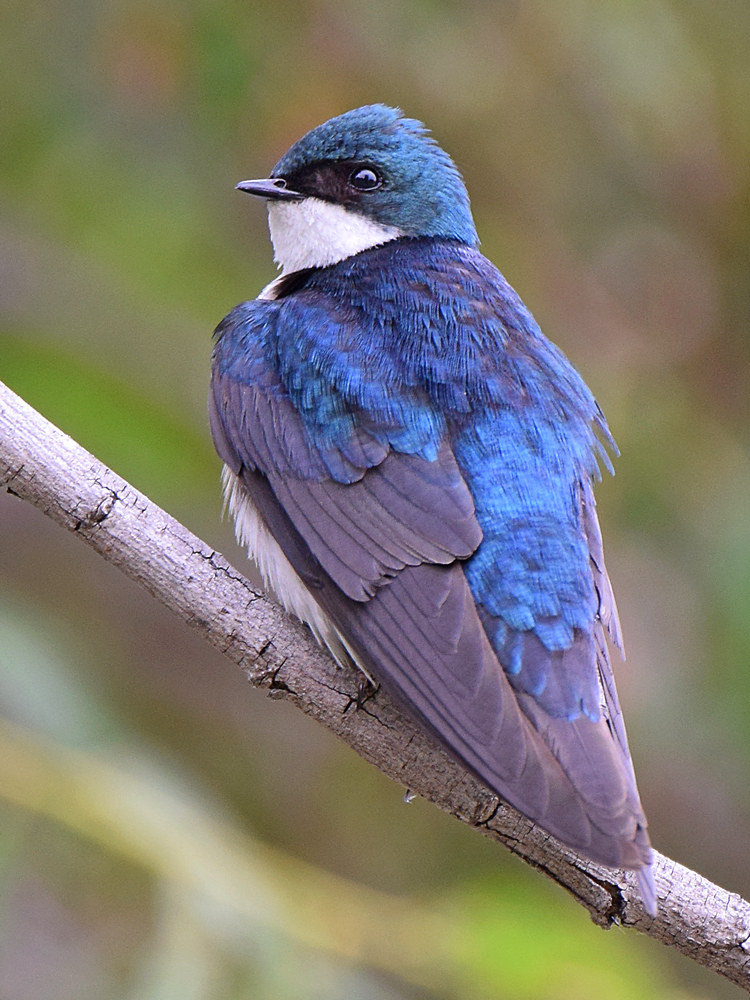 Swallow3.jpg