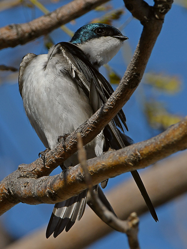 Swallow3.jpg