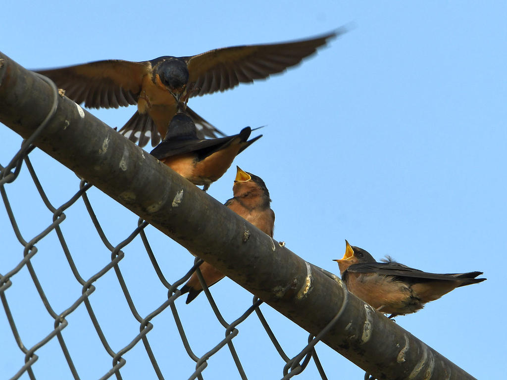 Swallow3.jpg