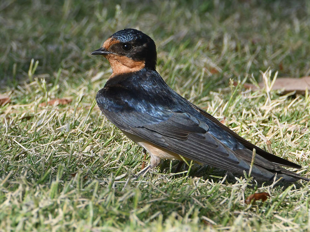 Swallow3.jpg