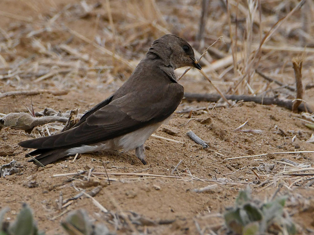 Swallow3.jpg