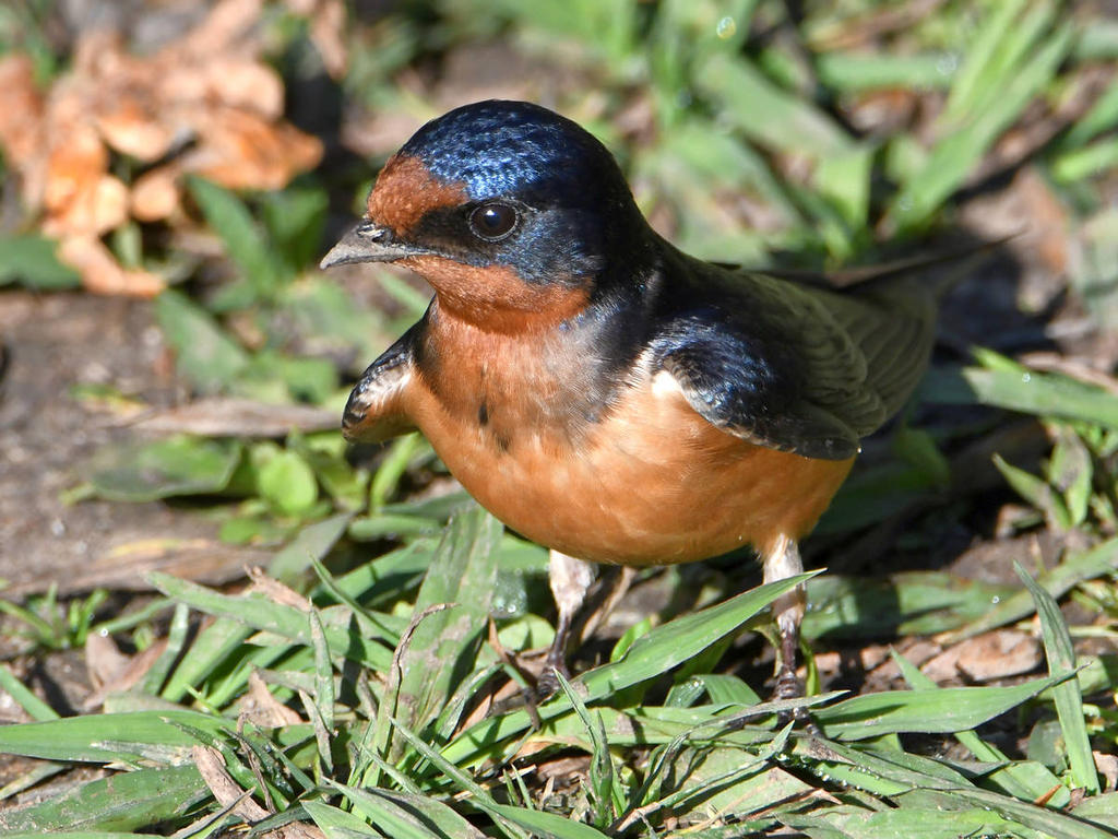 Swallow3.jpg