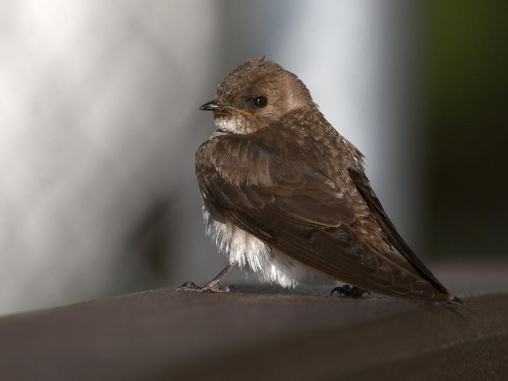 Swallow3.jpg