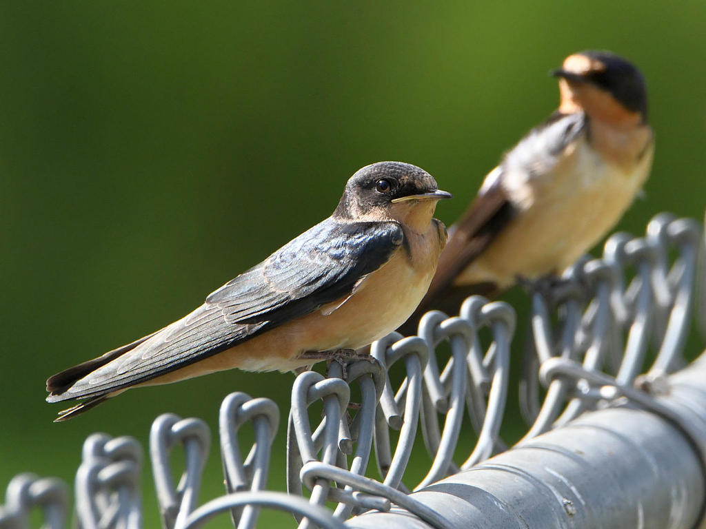 Swallow3.jpg