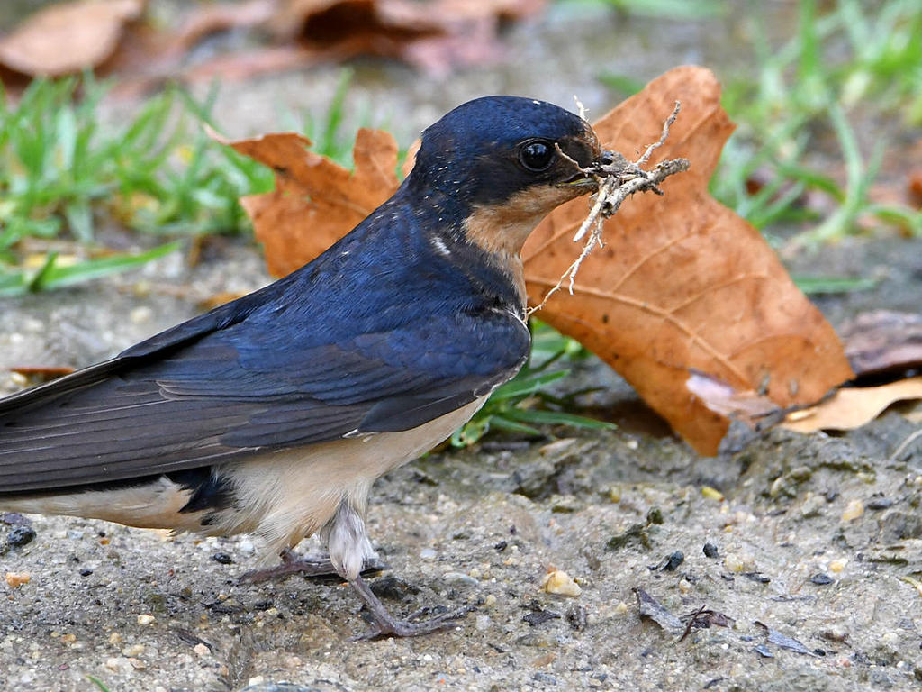 Swallow3.jpg
