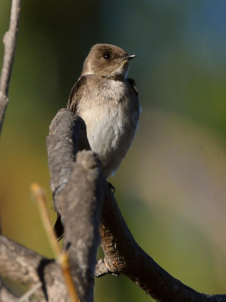 Swallow3.jpg