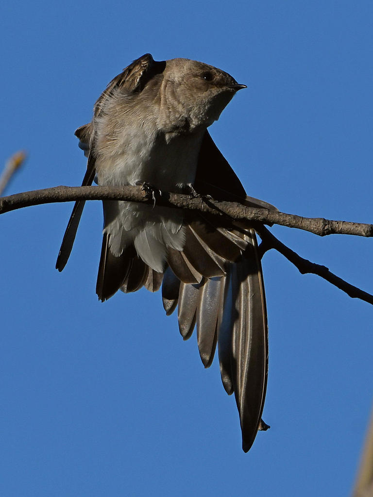 Swallow3.jpg