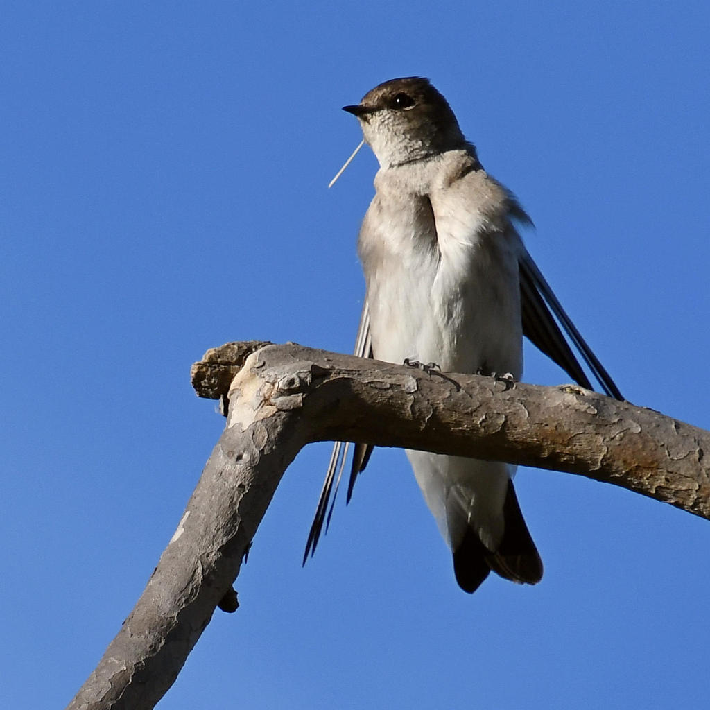 Swallow3.jpg