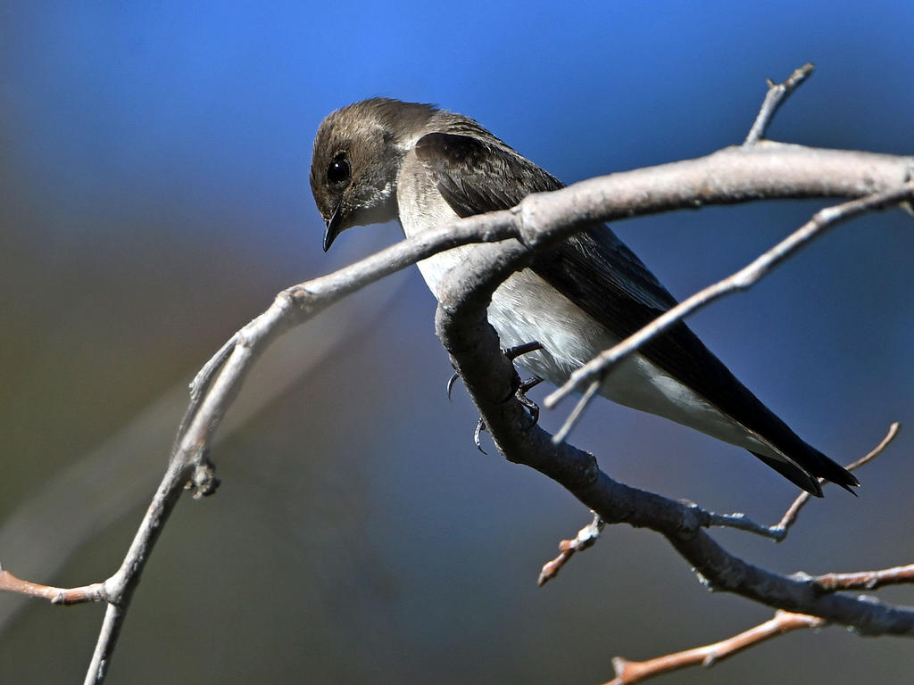 Swallow3.jpg