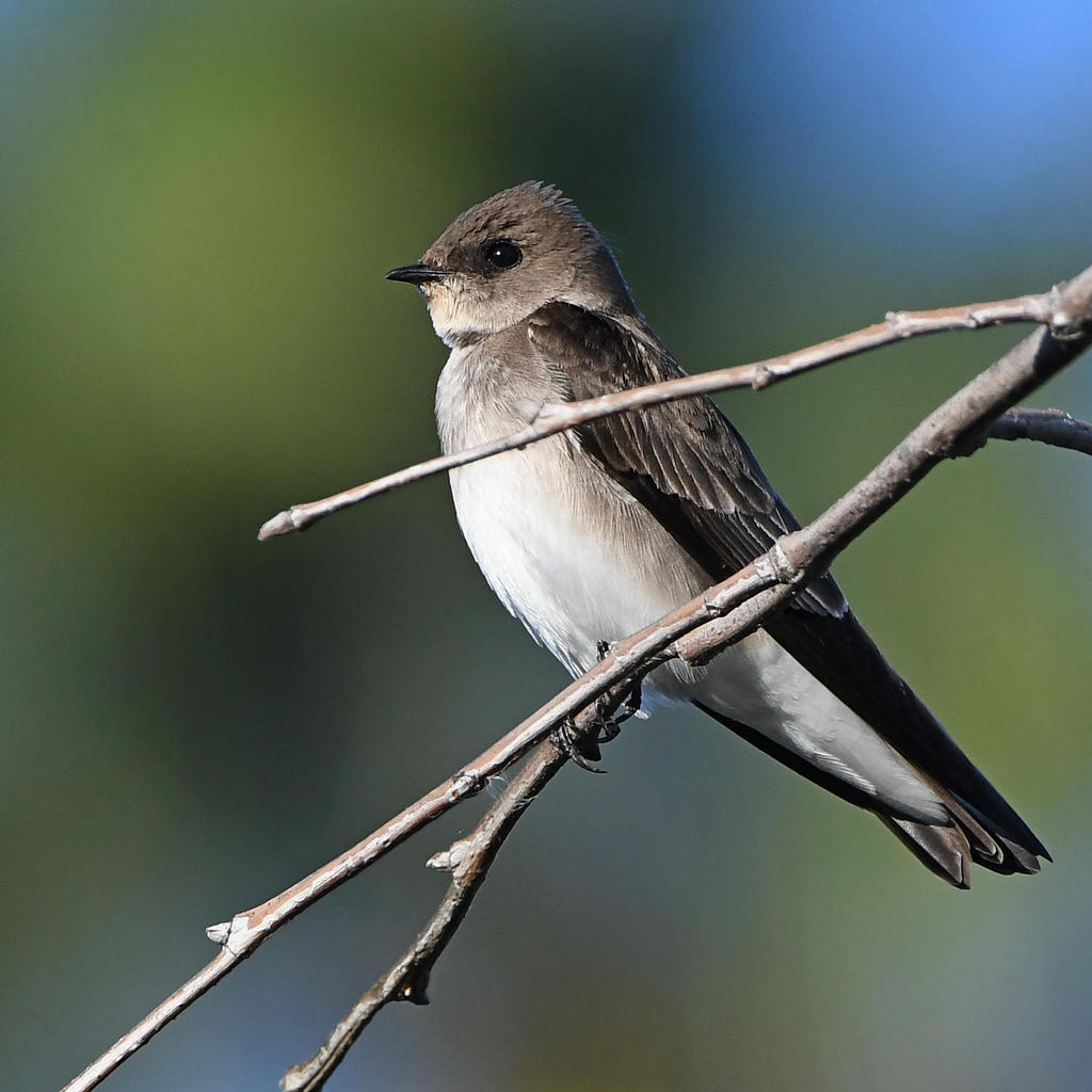 Swallow3.jpg