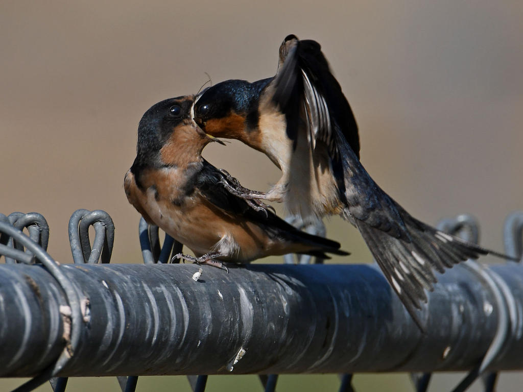 Swallow30.jpg