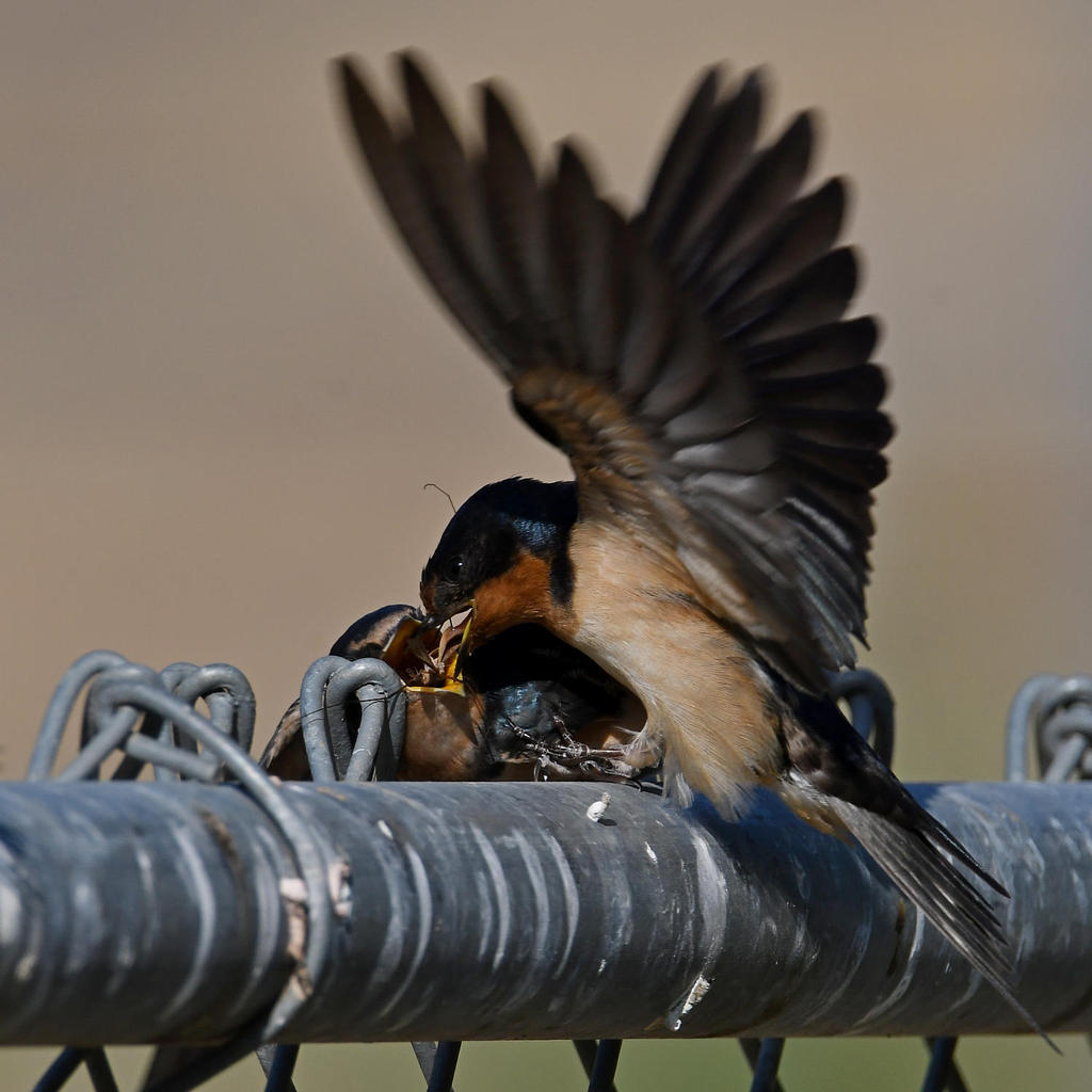 Swallow31.jpg