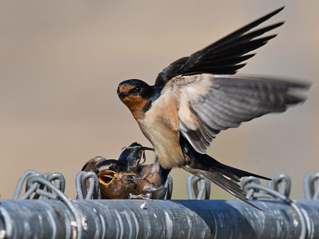 Swallow32.jpg