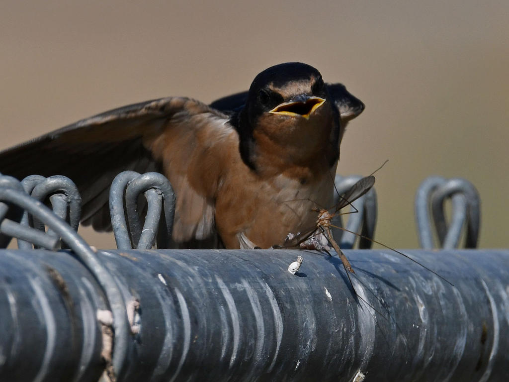 Swallow33.jpg