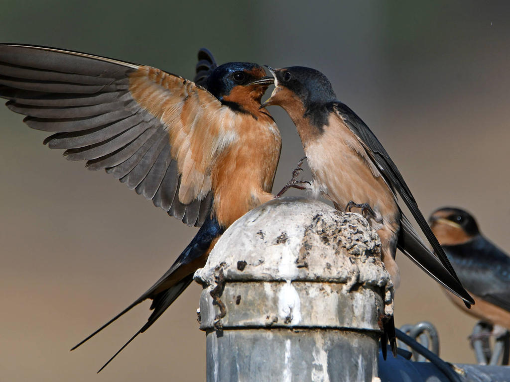 Swallow34.jpg