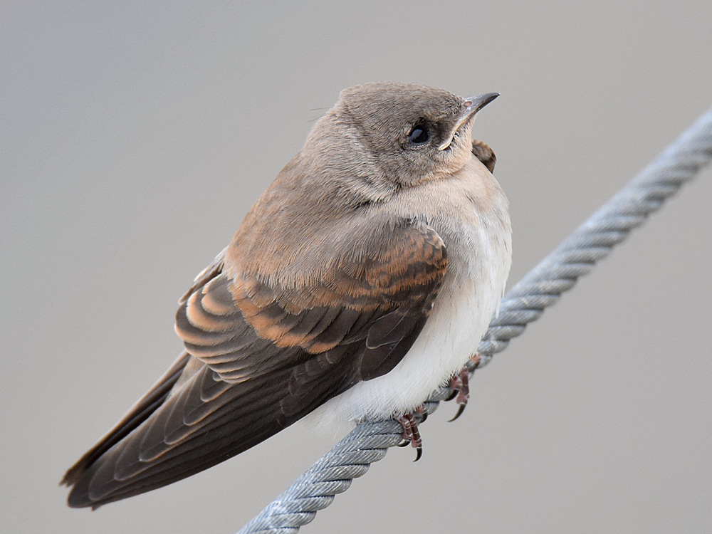 Swallow4.jpg