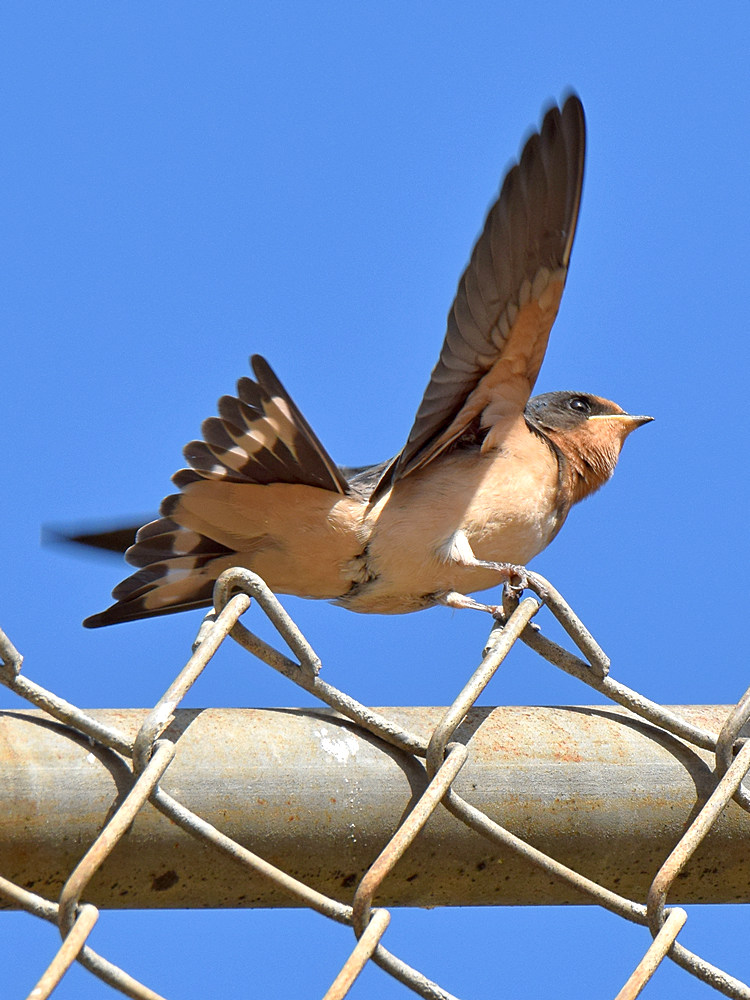Swallow4.jpg