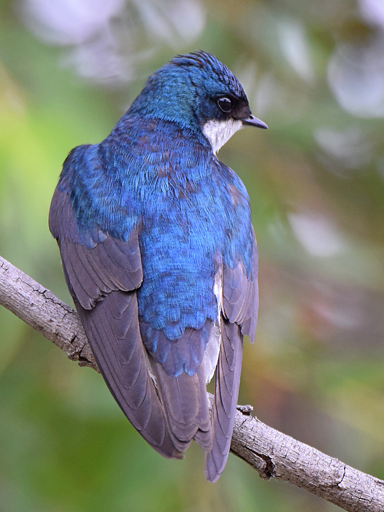 Swallow4.jpg