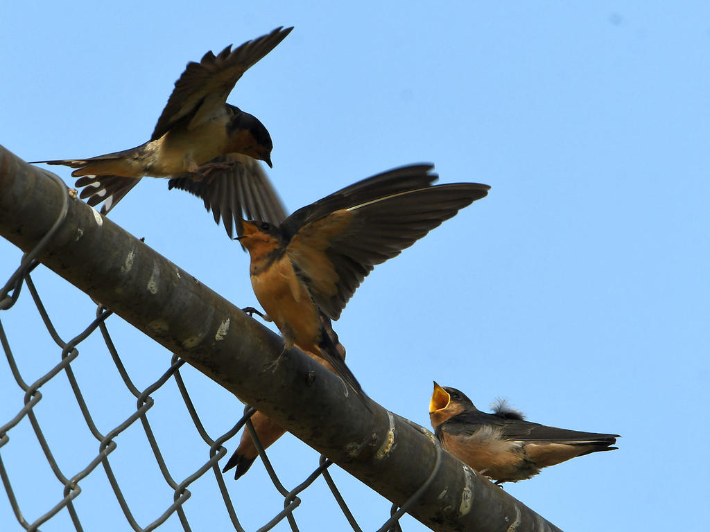 Swallow4.jpg