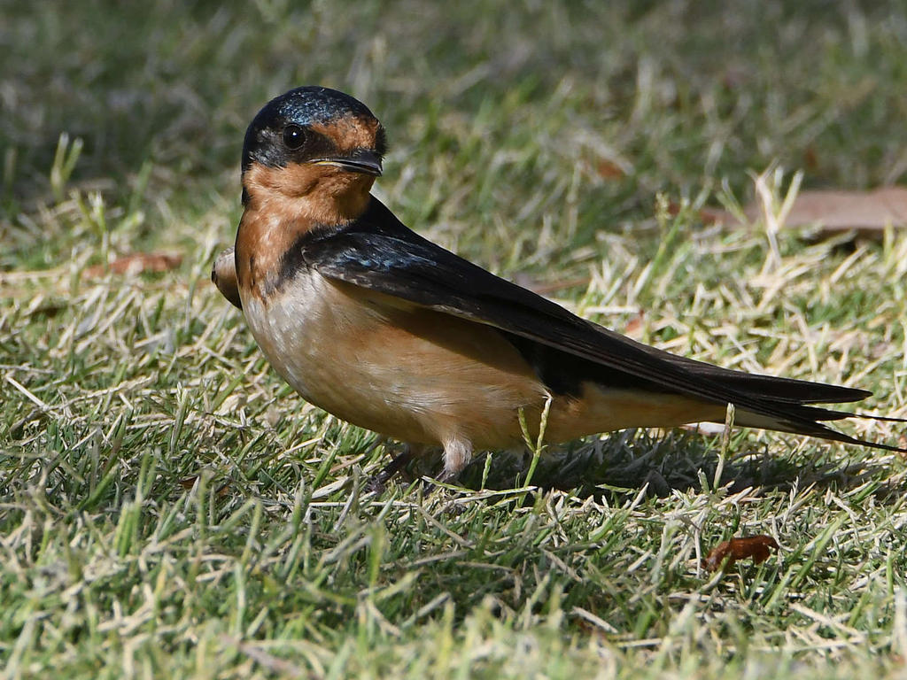 Swallow4.jpg