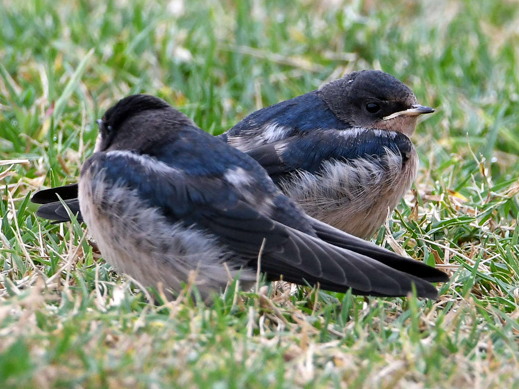 Swallow4.jpg