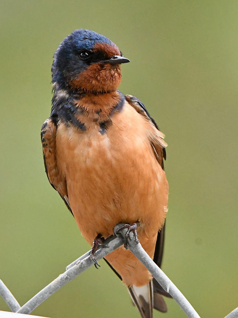 Swallow4.jpg