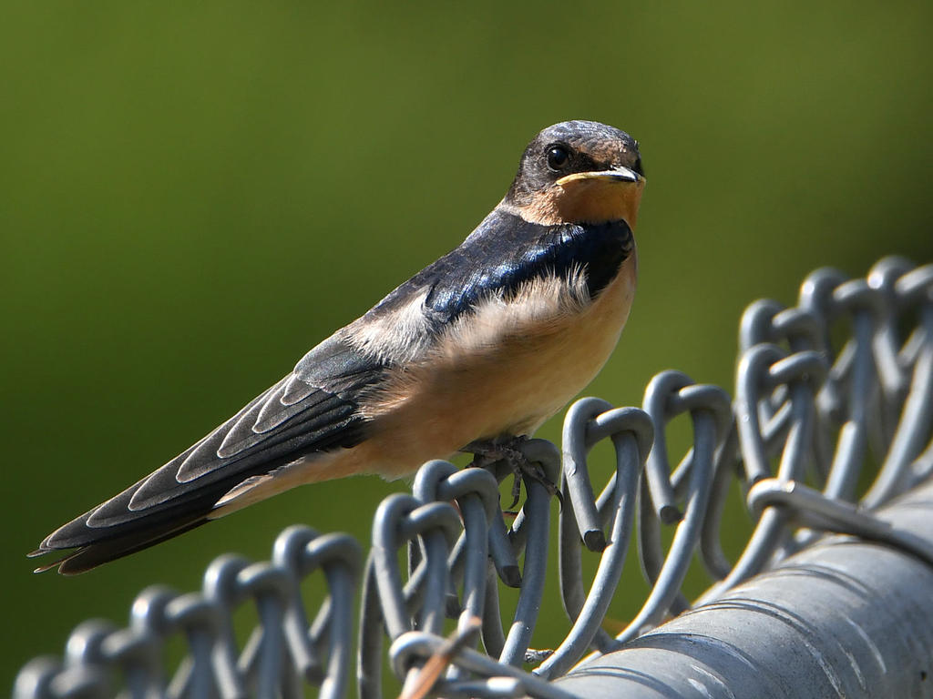 Swallow4.jpg