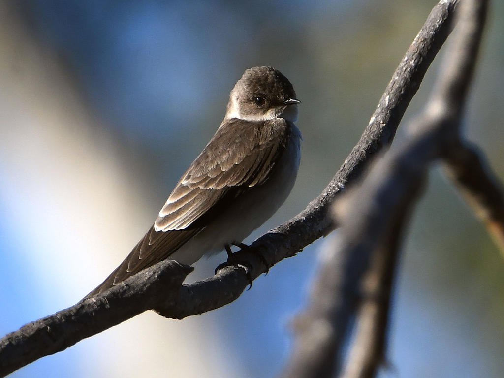 Swallow4.jpg